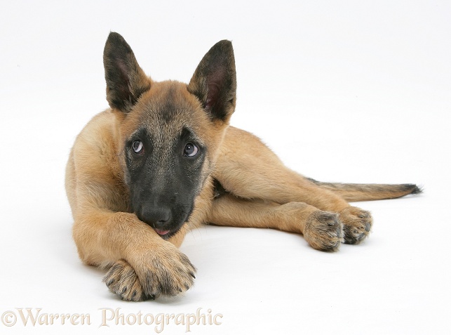 Belgian Shepherd Dog pup, Antar, 10 weeks old, lying with chin on paws, white background