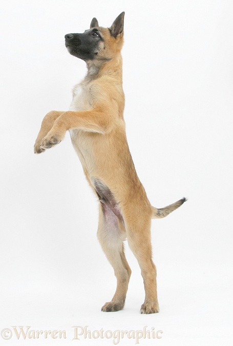 Belgian Shepherd Dog pup, Antar, 10 weeks old, up on hind legs, white background