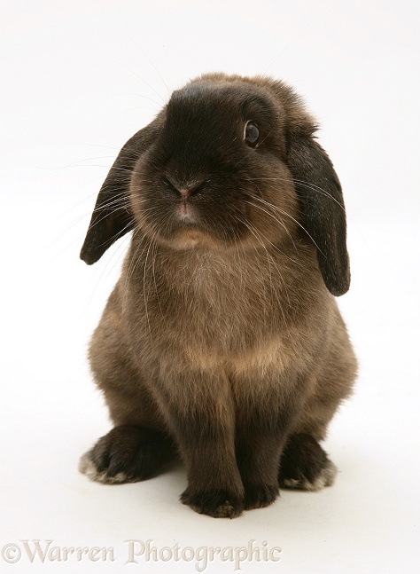 Chocolate Lop rabbit sitting up, white background