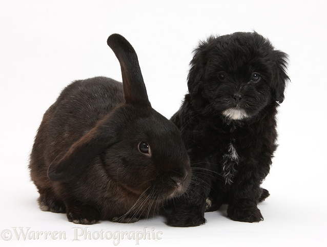 Black Pooshi (Poodle x Shih-Tzu) pup with black rabbit, white background