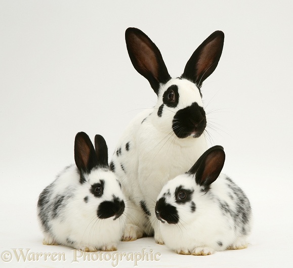English spotted rabbit mother and babies, white background
