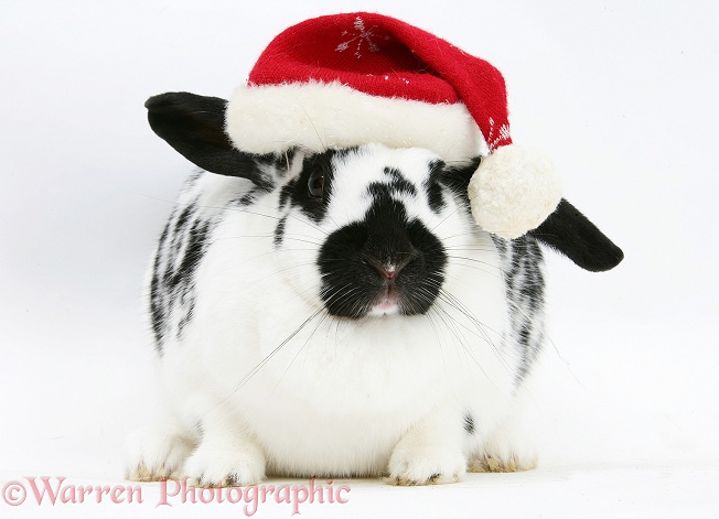 Black-and-white spotted rabbit wearing a Father Christmas hat, white background