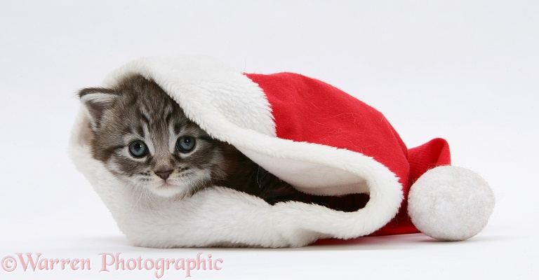 Maine Coon Kitten, Goliath, in a Father Christmas hat, white background