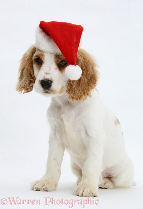 Orange roan Cocker Spaniel pup, Blossom, wearing Father Christmas hat, white background