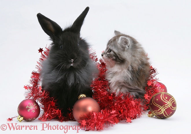Maine Coon kitten, 8 weeks old, and black baby Dutch x Lionhead rabbit with red tinsel and Christmas baubles, white background