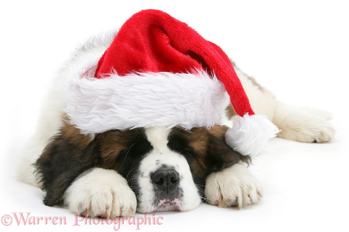 Saint Bernard puppy, Vogue, asleep wearing a Father Christmas hat, white background