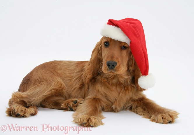 Red/Golden English Cocker Spaniel, 5 months old, wearing a Father Christmas hat, white background