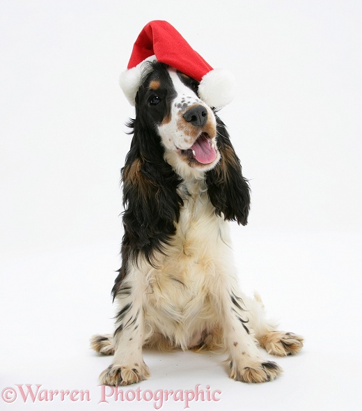 Tricolour English Cocker Spaniel, 7 months old, wearing a Father Christmas hat, white background