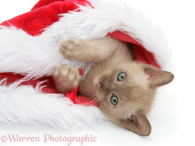 Burmese kitten in a Father Christmas hat, white background