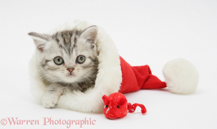 Silver Tabby kitten in a Father Christmas hat, with catnip mouse, white background