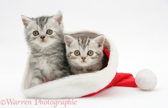 Tabby kittens in a Father Christmas hat, white background