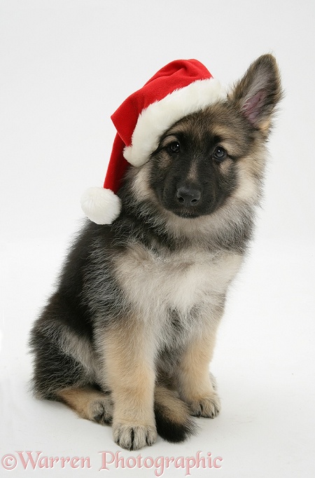 German Shepherd Dog bitch pup, Echo, wearing a Father Christmas hat, white background