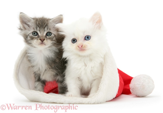 White kitten and tabby kitten in a Father Christmas hat, white background