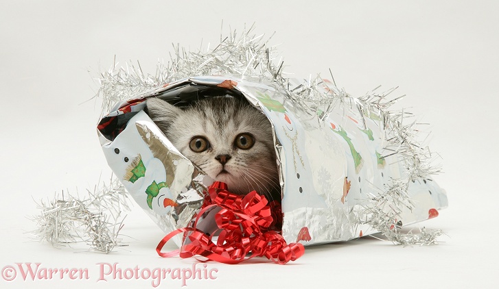 Silver tabby kitten coming out of a Christmas parcel, white background