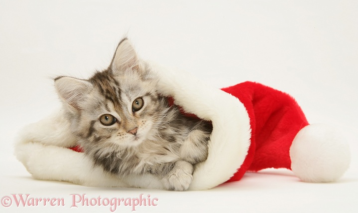 Tabby Maine Coon kitten in a Father Christmas hat, white background