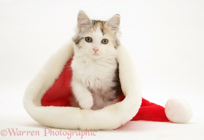 Tortoiseshell-and-white Maine Coon kitten in a Father Christmas hat, white background