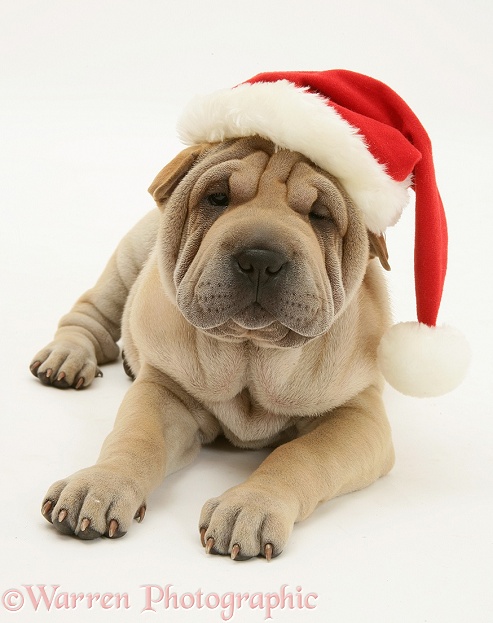Shar-pei pup, Beanie, wearing a Father Christmas hat, white background