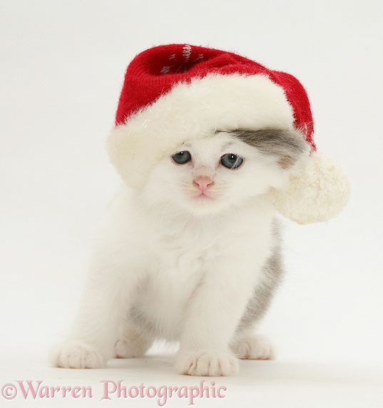 Grey-and-white kitten wearing a Father Christmas hat, white background