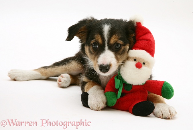Tricolour Border Collie puppy with a Father Christmas toy, white background