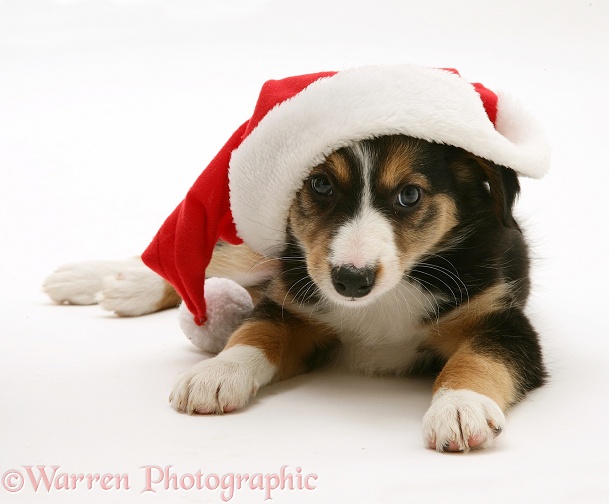 Tricolour Border Collie puppy wearing a Father Christmas hat, white background