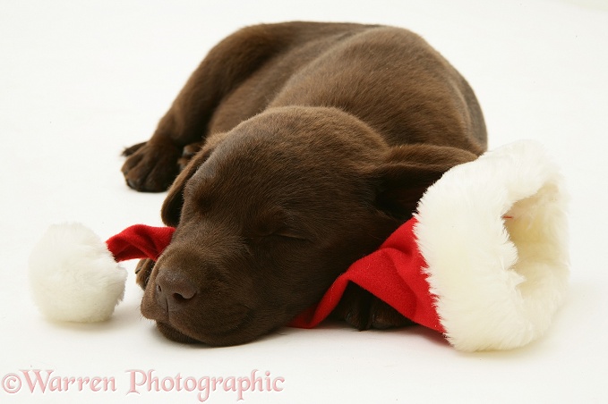 Chocolate Retriever pup, Mocha, asleep on a Father Christmas hat, white background