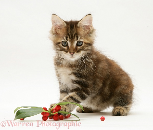 Tabby Maine Coon kitten with holly leaves and berries, white background