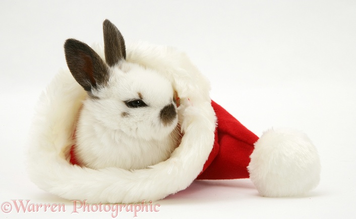 Baby rabbit in a Santa hat, white background