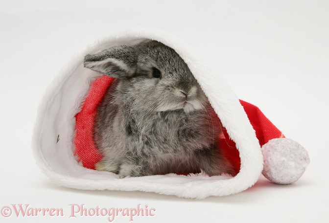Silver baby rabbit in a Father Christmas hat, white background
