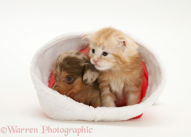 Silver dapple miniature Dachshund pup and ginger kitten in a Father Christmas hat, white background