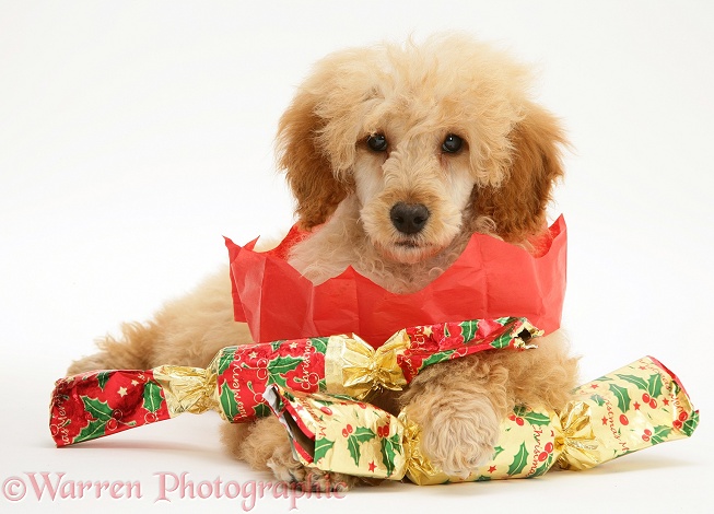 Apricot Miniature Poodle with Christmas Crackers and paper hat, white background
