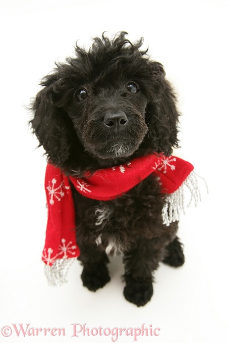Black Miniature Poodle wearing a red scarf, white background