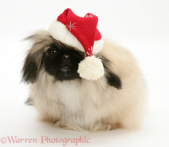 Pekingese pup wearing Father Christmas hat, white background