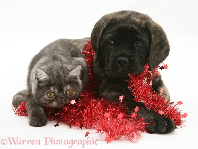 Smoke Exotic kitten and Brindle English Mastiff pup with tinsel, white background