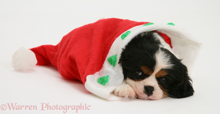 Sleepy Cavalier King Charles Spaniel pup in a Father Christmas hat, white background