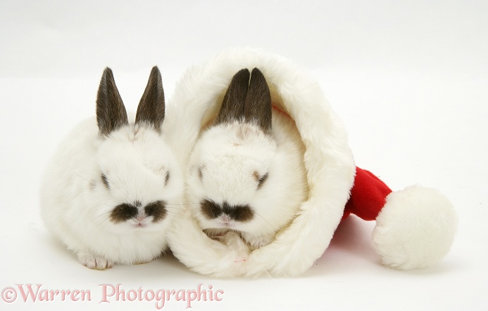 Baby rabbits in a Father Christmas hat, white background