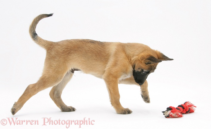 Belgian Shepherd Dog pup, Antar, 10 weeks old, playing with ragger toy, white background