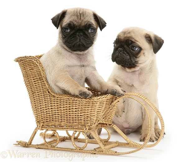 Fawn Pug pups with a wicker toy sledge, white background