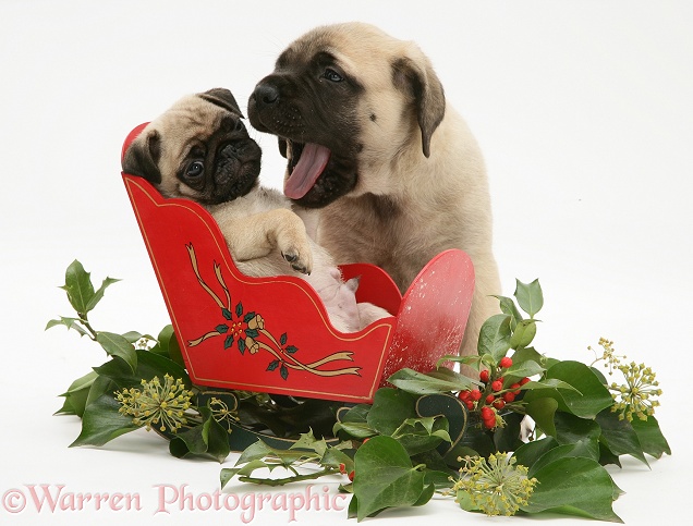 Fawn Pug and pup with a wooden toy sledge, white background