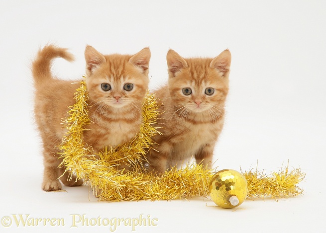 Red tabby kittens with tinsel and Christmas bauble, white background