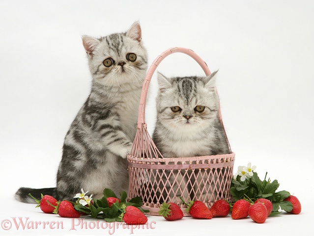 Blue-silver Exotic Shorthair kittens with pink wicker basket and strawberries, white background
