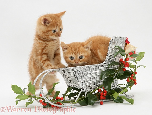 Red tabby British Shorthair kittens with a festive silver sledge and holly, white background