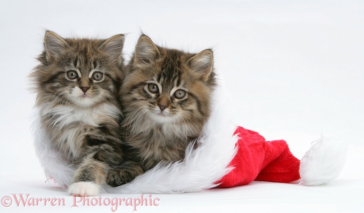 Maine Coon kittens, 8 weeks old, in a Father Christmas hat, white background