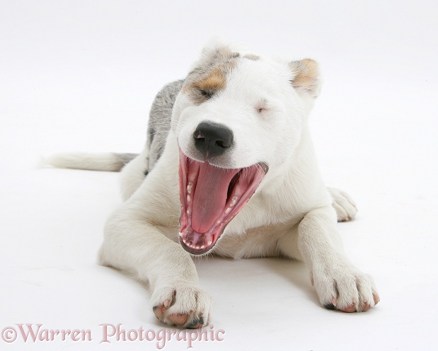 Merle-and-white Border Collie-cross dog pup, Ice, 14 weeks old, yawning, white background