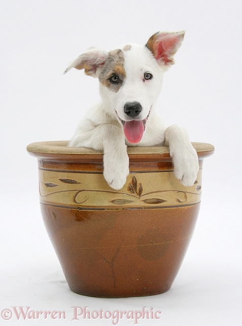 Merle-and-white Border Collie-cross dog pup, Ice, 14 weeks old, in a large plant pot, white background