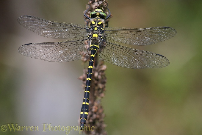 Golden-ringed Dragonfly (Cordulegaster boltonii) resting on dead head of mullein.  Europe