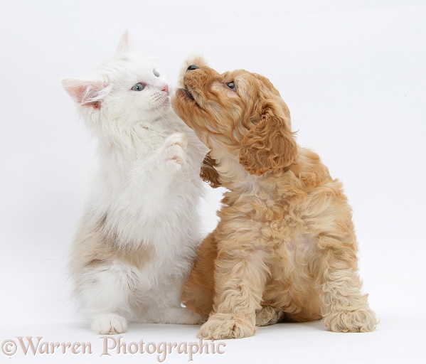 Birman x Ragdoll kitten, Willow, 11 weeks old, playing with golden Cockapoo pup, 6 weeks old, white background