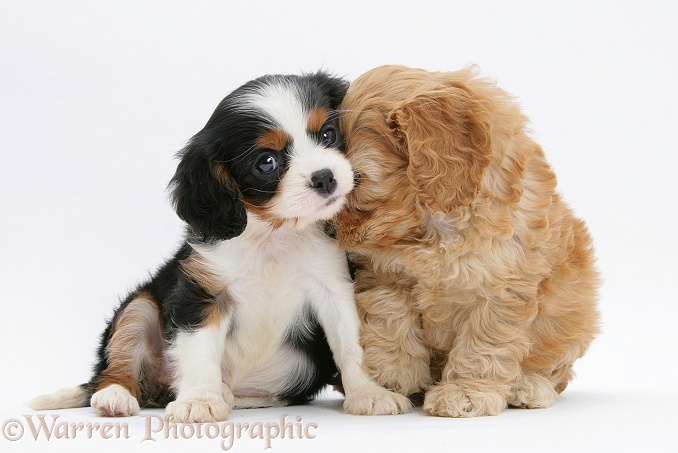 Golden Cockapoo pup, 6 weeks old, with tricolour Cavalier King Charles Spaniel pup, Molly, 7 weeks old, white background