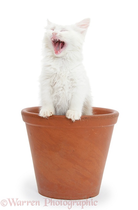 Birman x Ragdoll kitten, Willow, 11 weeks old, yawning in a flowerpot, white background