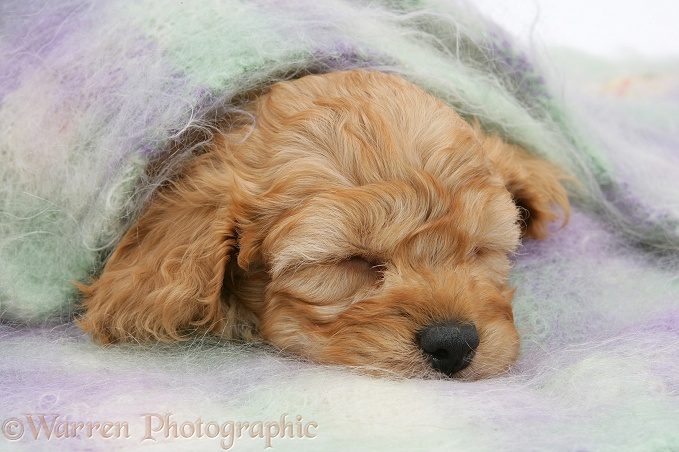Golden Cockapoo pup, 6 weeks old, asleep under a scarf, white background