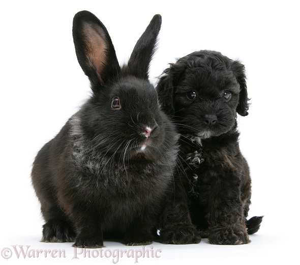 Black Cockapoo pup, 6 weeks old, with a black rabbit, white background
